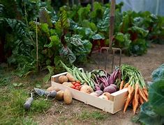 A guide to growing successful vegetable and herb gardens in the Mid Coast area