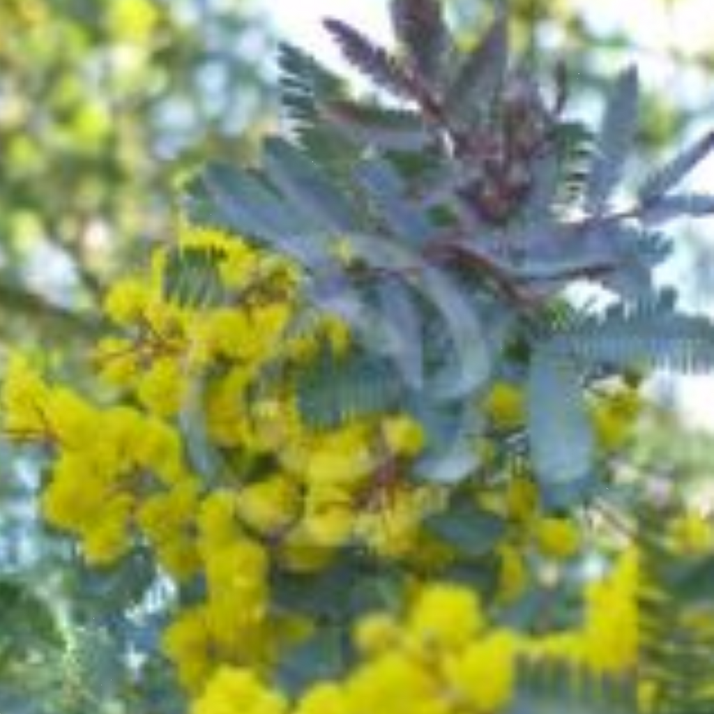 Acacia Baileyana  Purpurea140mm