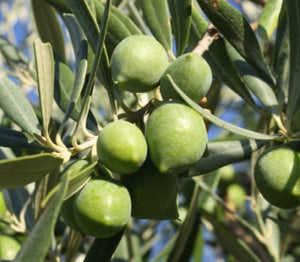 Olive Hojiblanca 430mm
