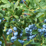 Load image into Gallery viewer, Blueberry Vitality 140mm
