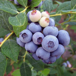 Load image into Gallery viewer, Blueberry Vitality 140mm

