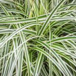 Load image into Gallery viewer, Carex Feather Falls 140mm
