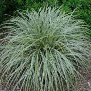 Carex Feather Falls 140mm