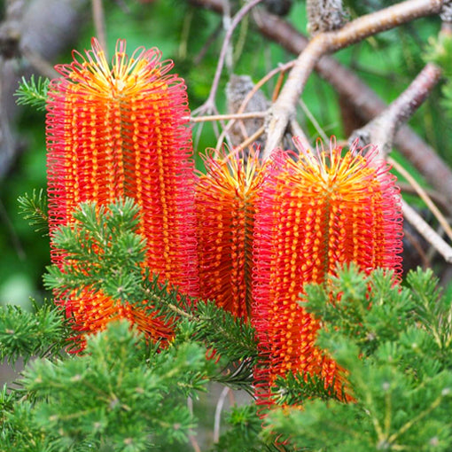 Banksia Red Rover 140mm
