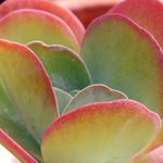 Load image into Gallery viewer, Kalanchoe Flap Jack 140mm
