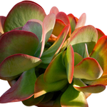 Load image into Gallery viewer, Kalanchoe Flap Jack 140mm
