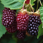 Load image into Gallery viewer, Boysenberry 140mm
