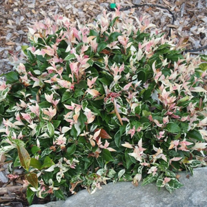 Trachelospermum Tricolour 140mm