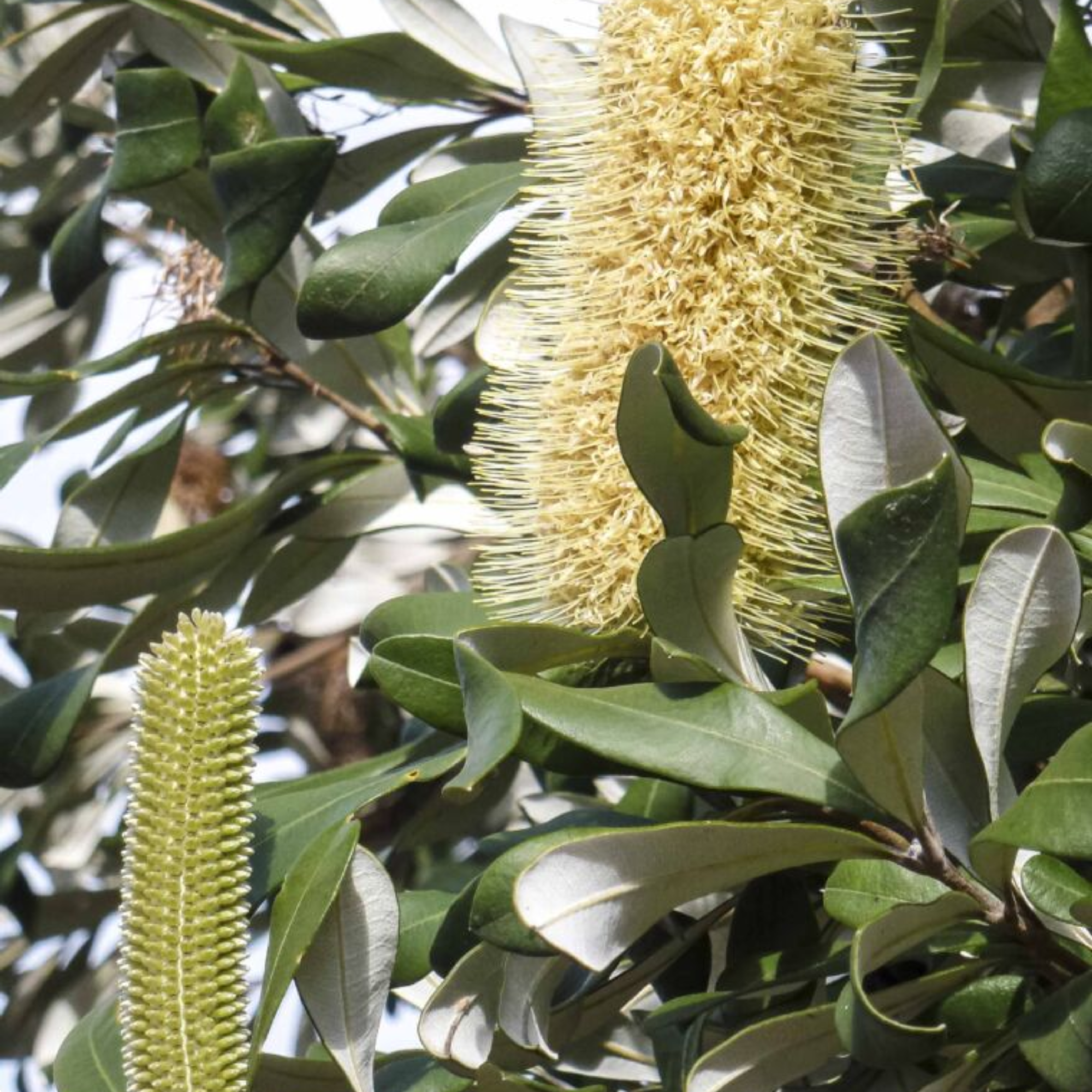 Banksia Intergrifolia 200mm