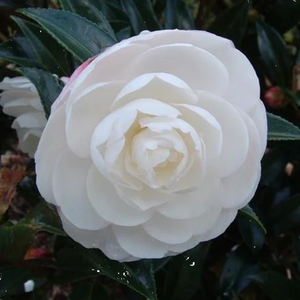 Camellia Early Pearly 200mm