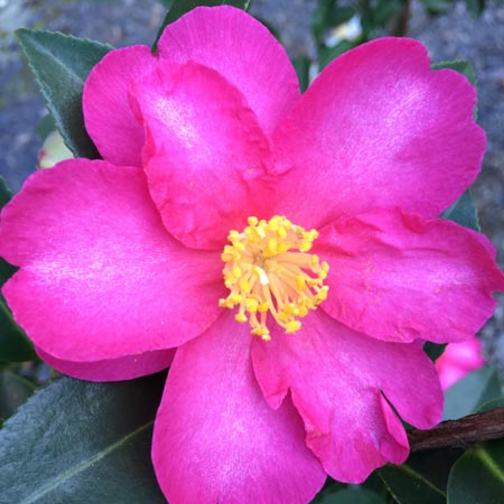 Camellia Hiryu 200mm