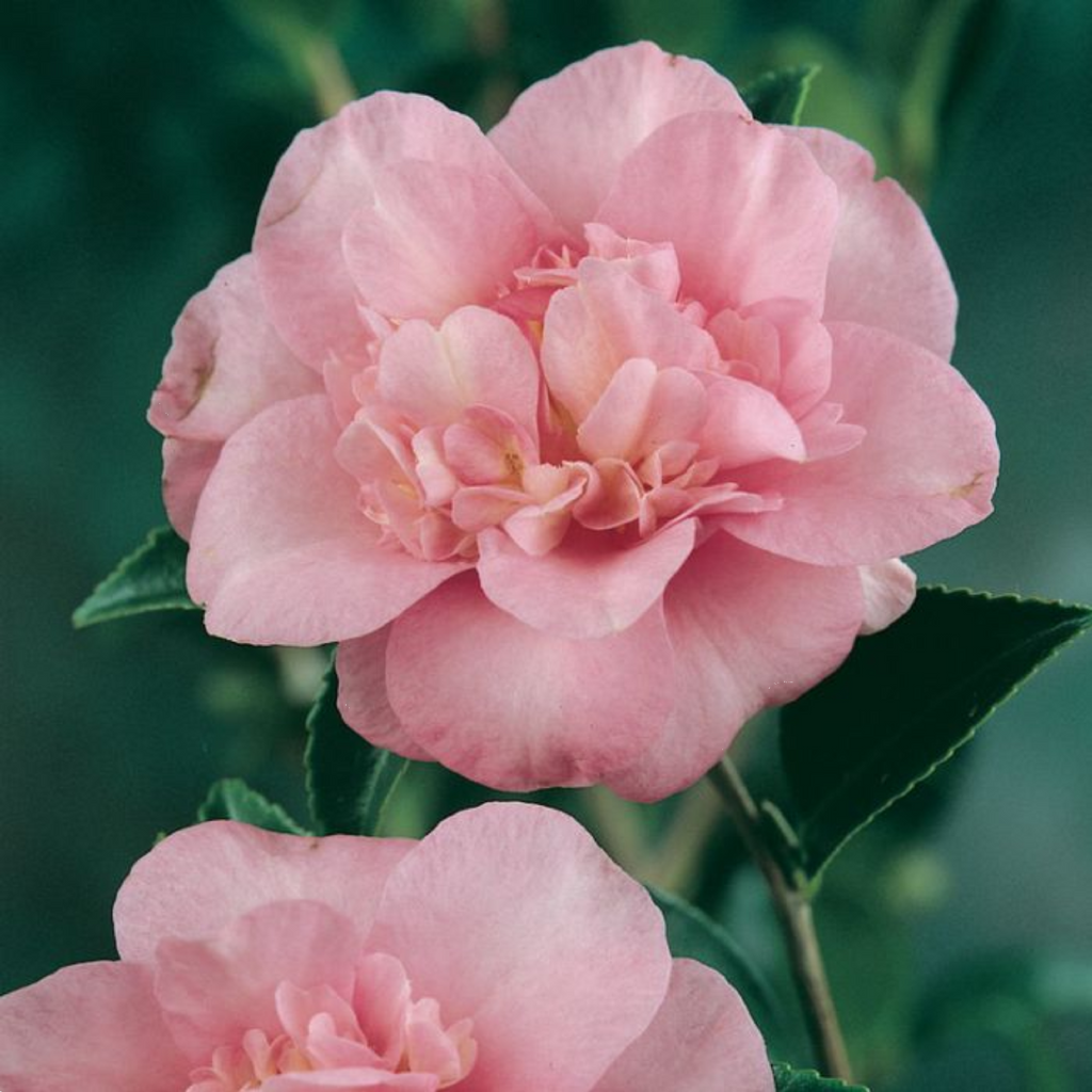 Camellia Jennifer Susan 200mm