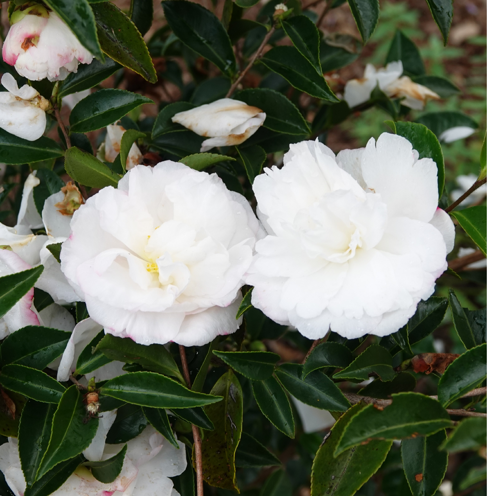 Camellia Pure Silk 140mm