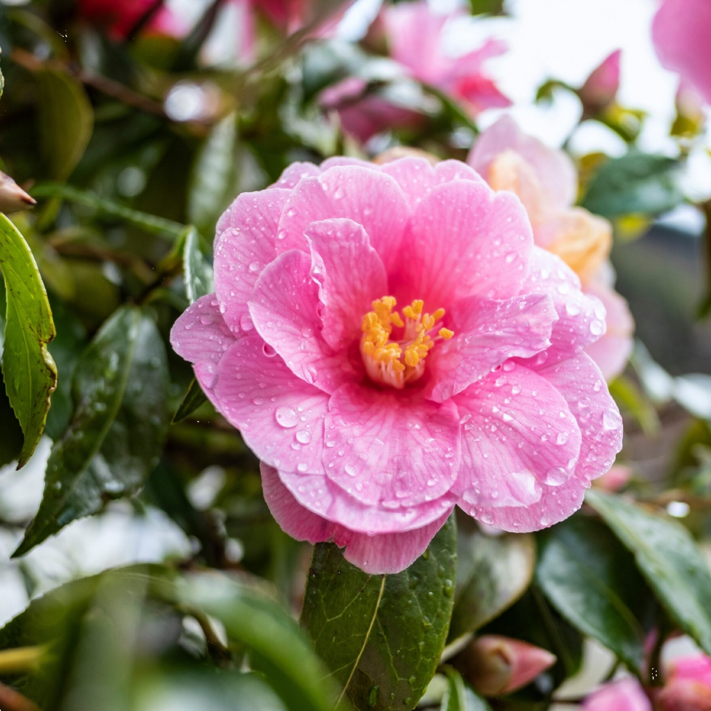 Camellia Plantation Pink 200mm