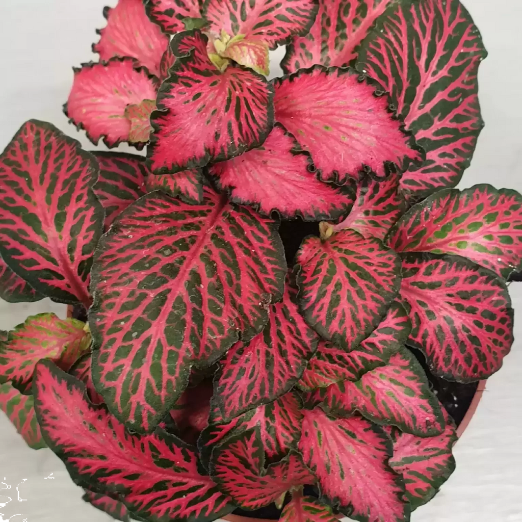 Fittonia Forest Flame 125mm