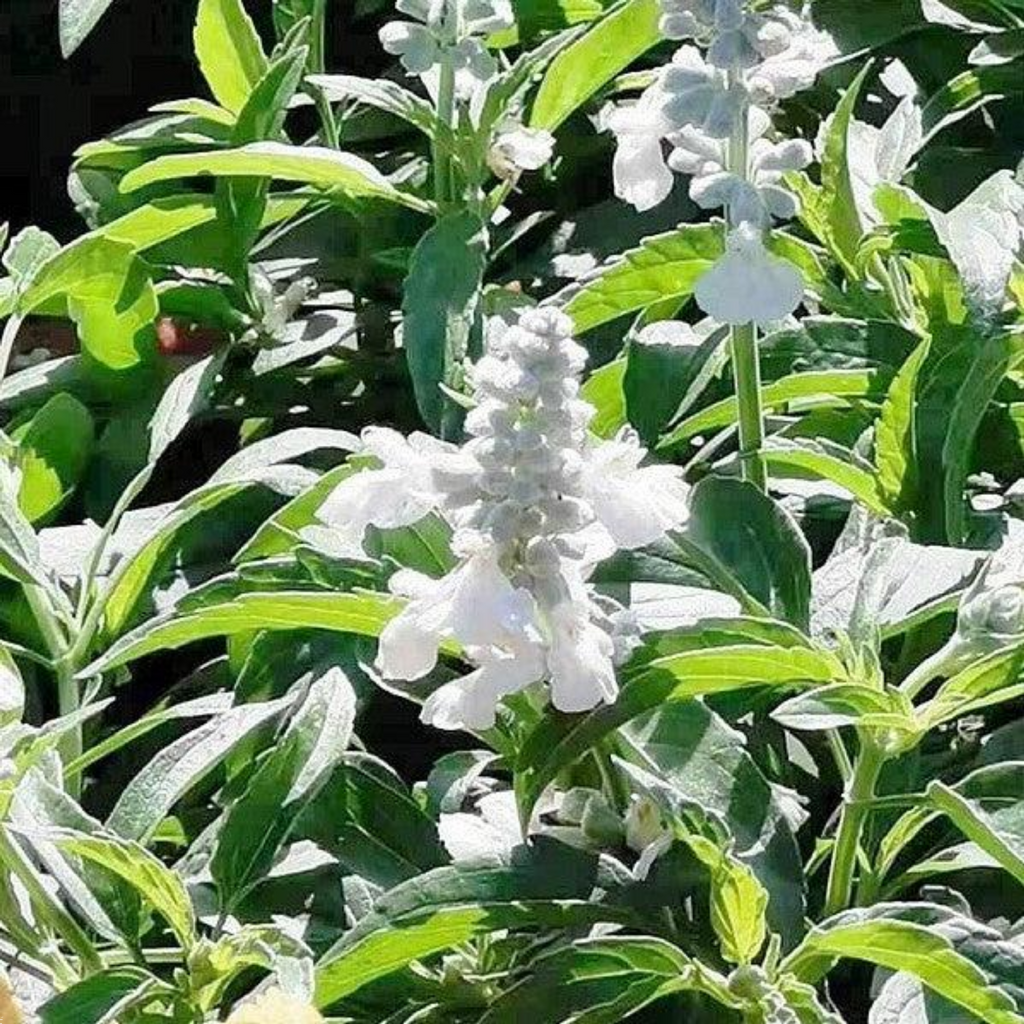 Salvia Cathedral White 140mm