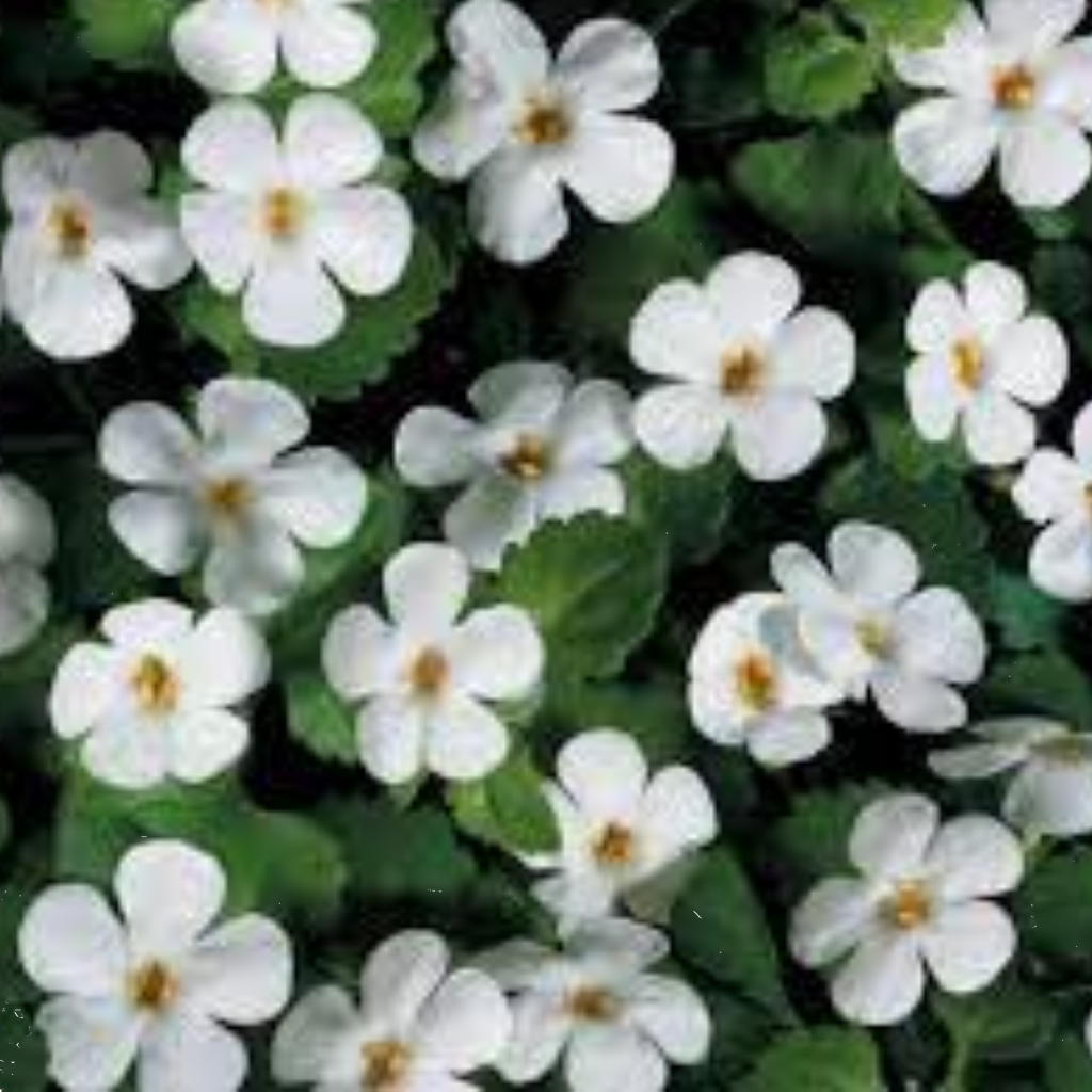 Bacopa White 140mm