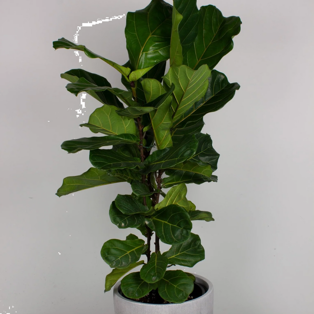 Ficus Lyrata 250mm