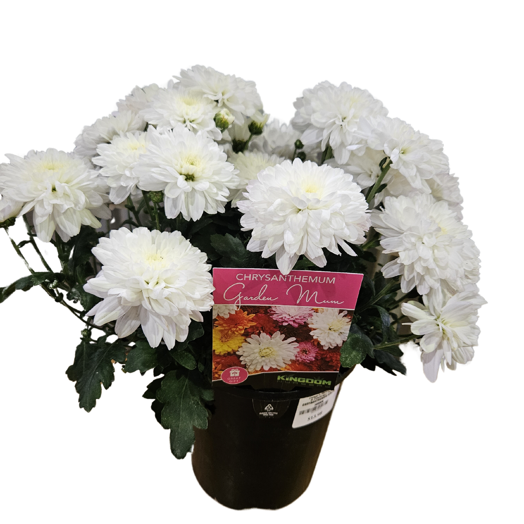 Chrysanthemum White 140mm