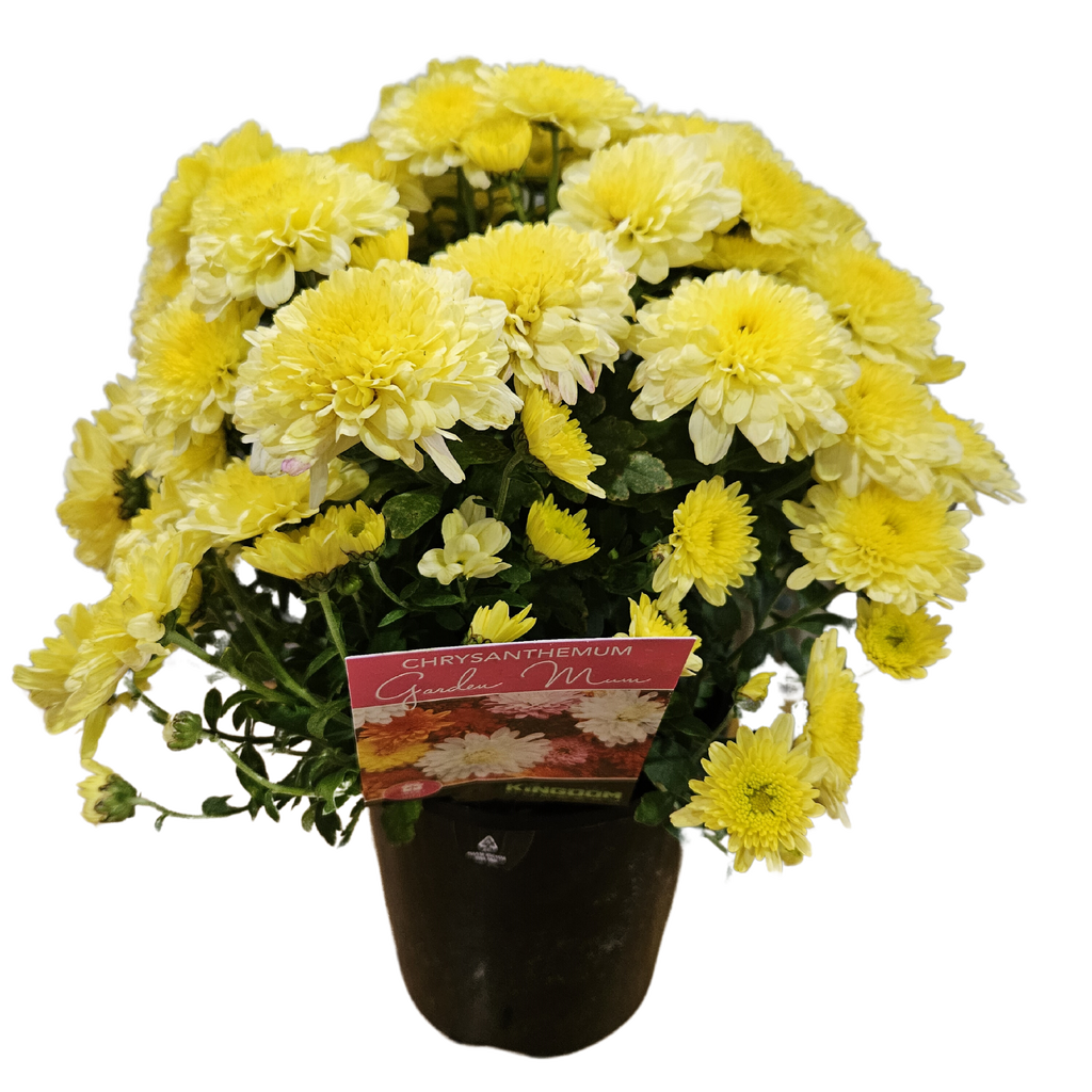 Chrysanthemum Yellow 140mm