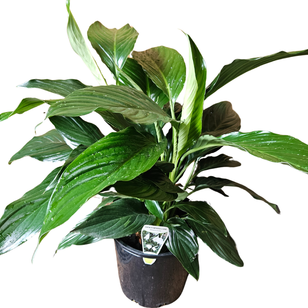 Spathiphyllum Sweet Romano 200mm