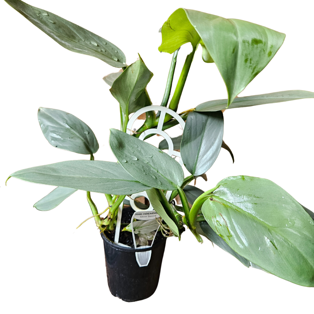 Philodendron Hastatum Silver Sword 125mm