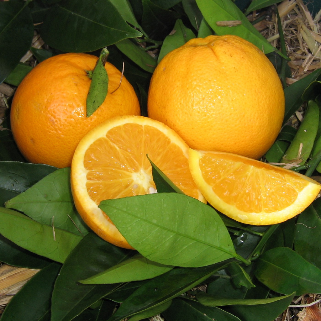 Citrus Orange Lanes Late Navel 5l