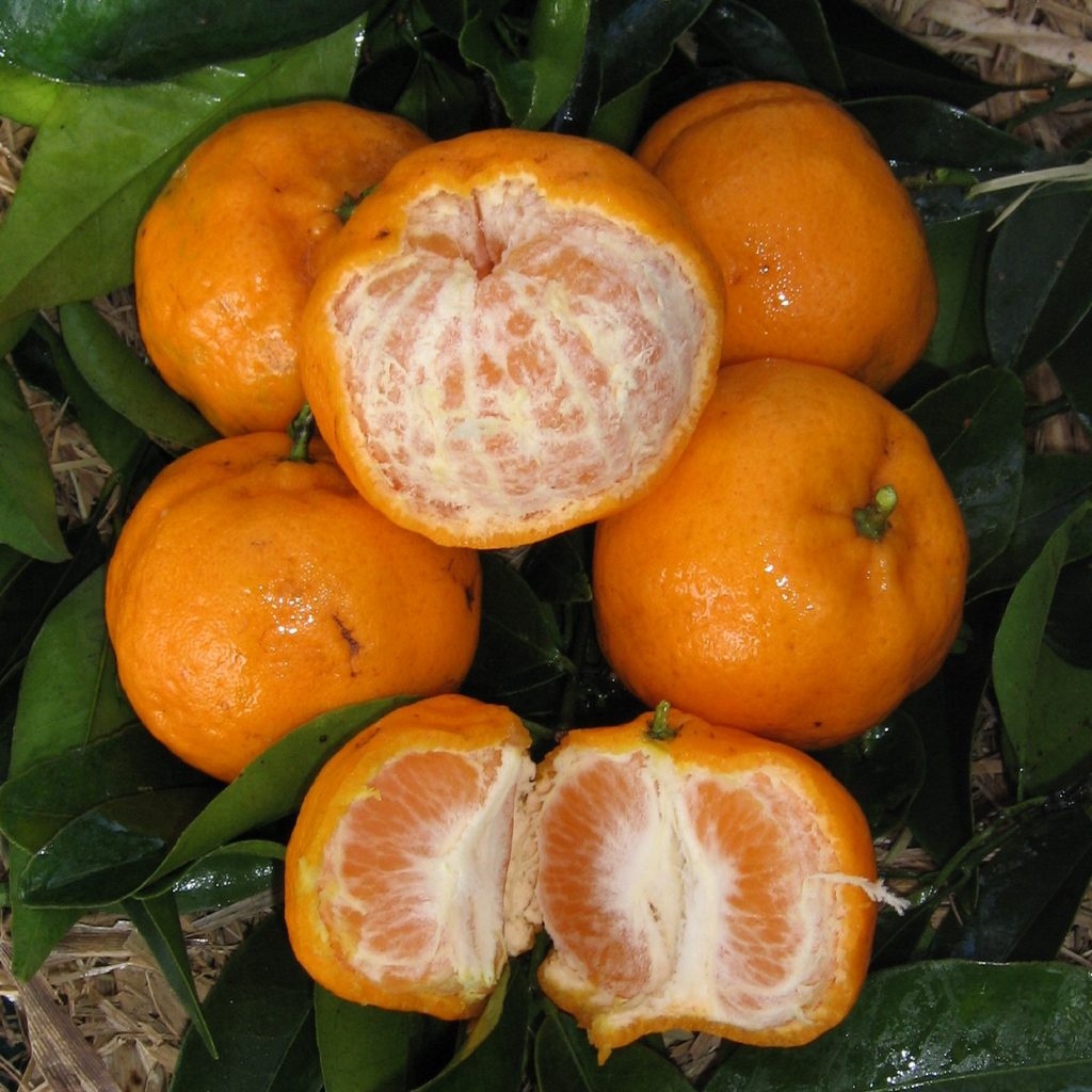 Citrus Mandarin Emperor 5l
