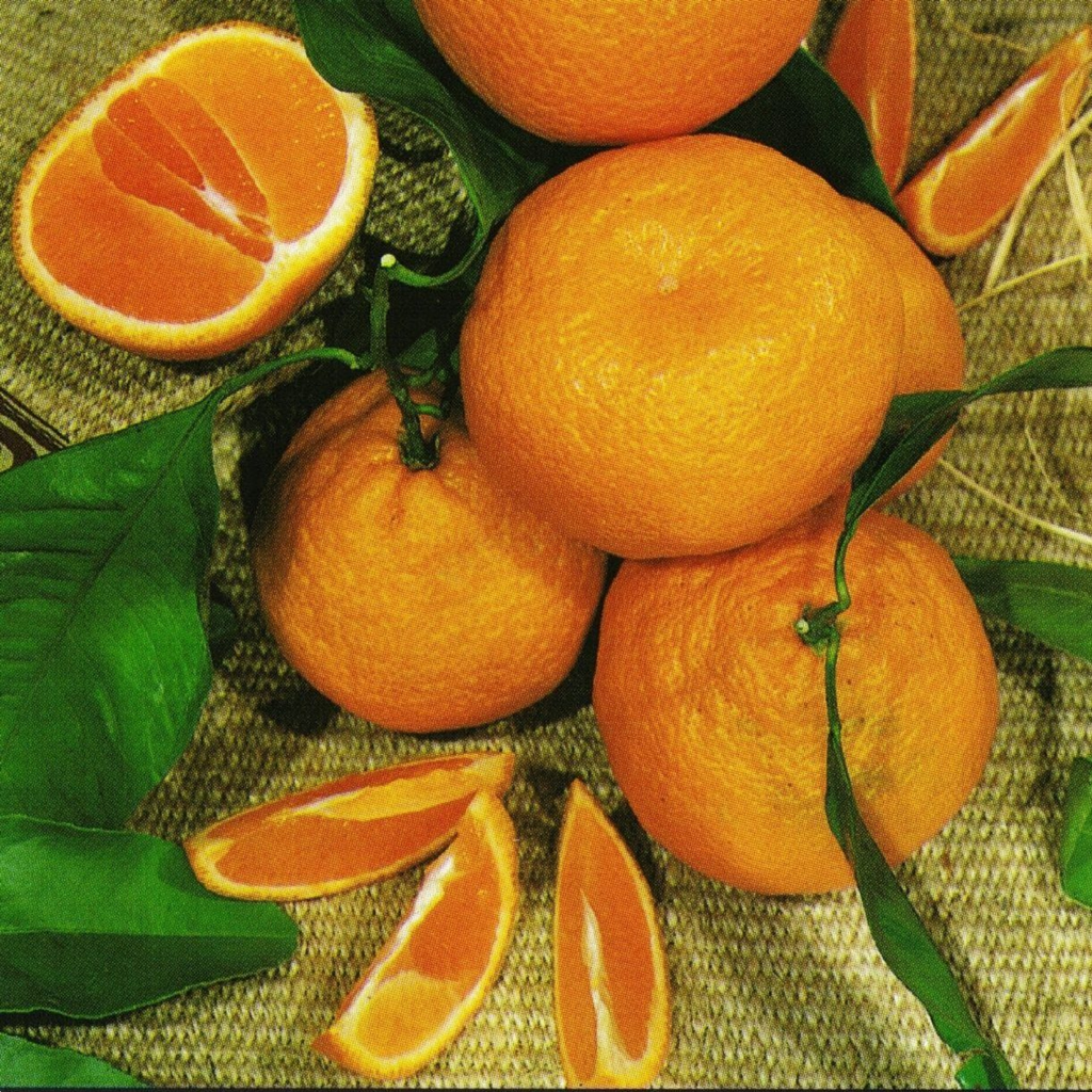 Citrus Mandarin Hickson 5l