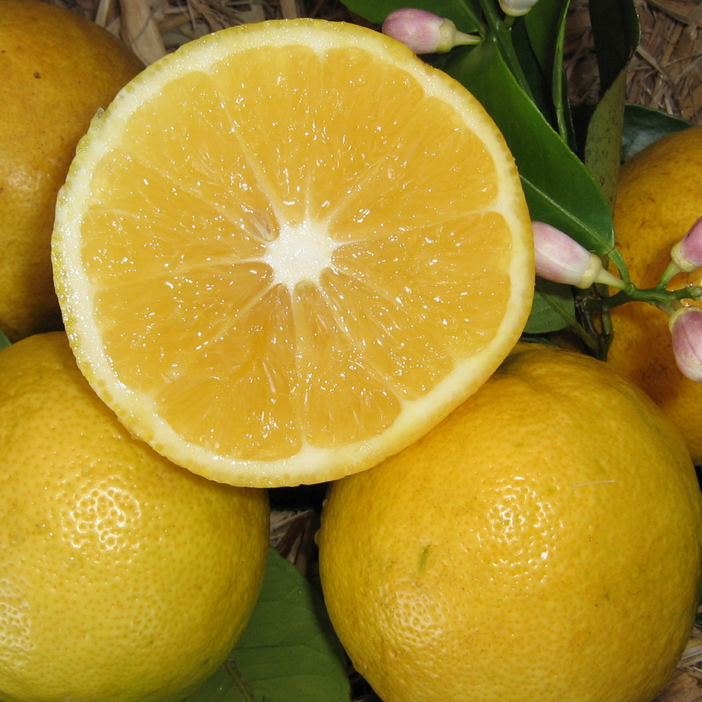 Citrus Lemonade 5l