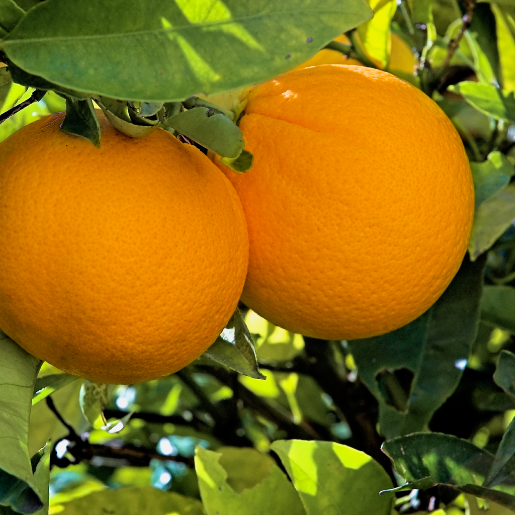 Citrus Dwarf Orange Washington Navel 5l