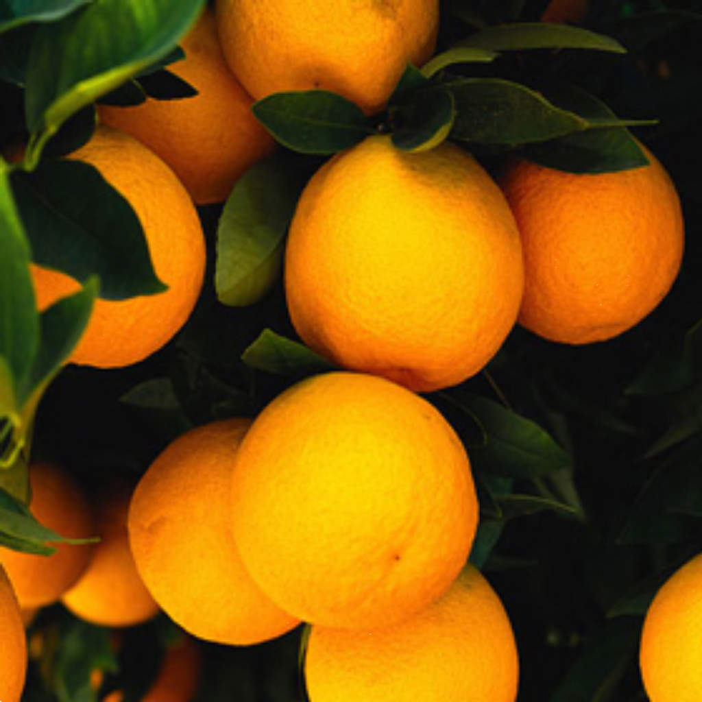 Citrus Dwarf Orange Seedless Valencia 5l