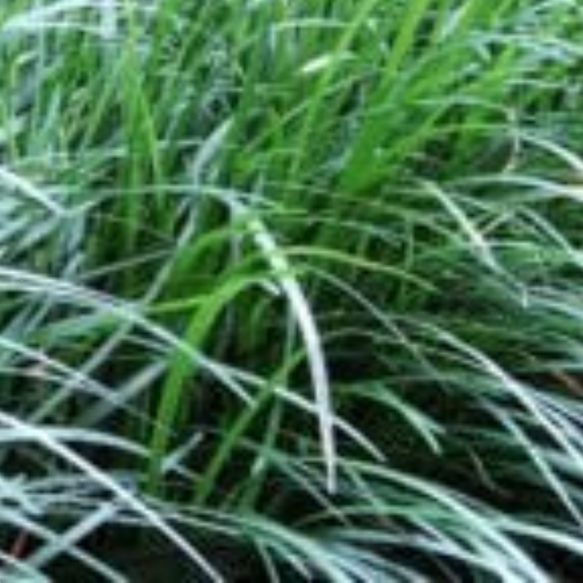 Mondo Grass Tray