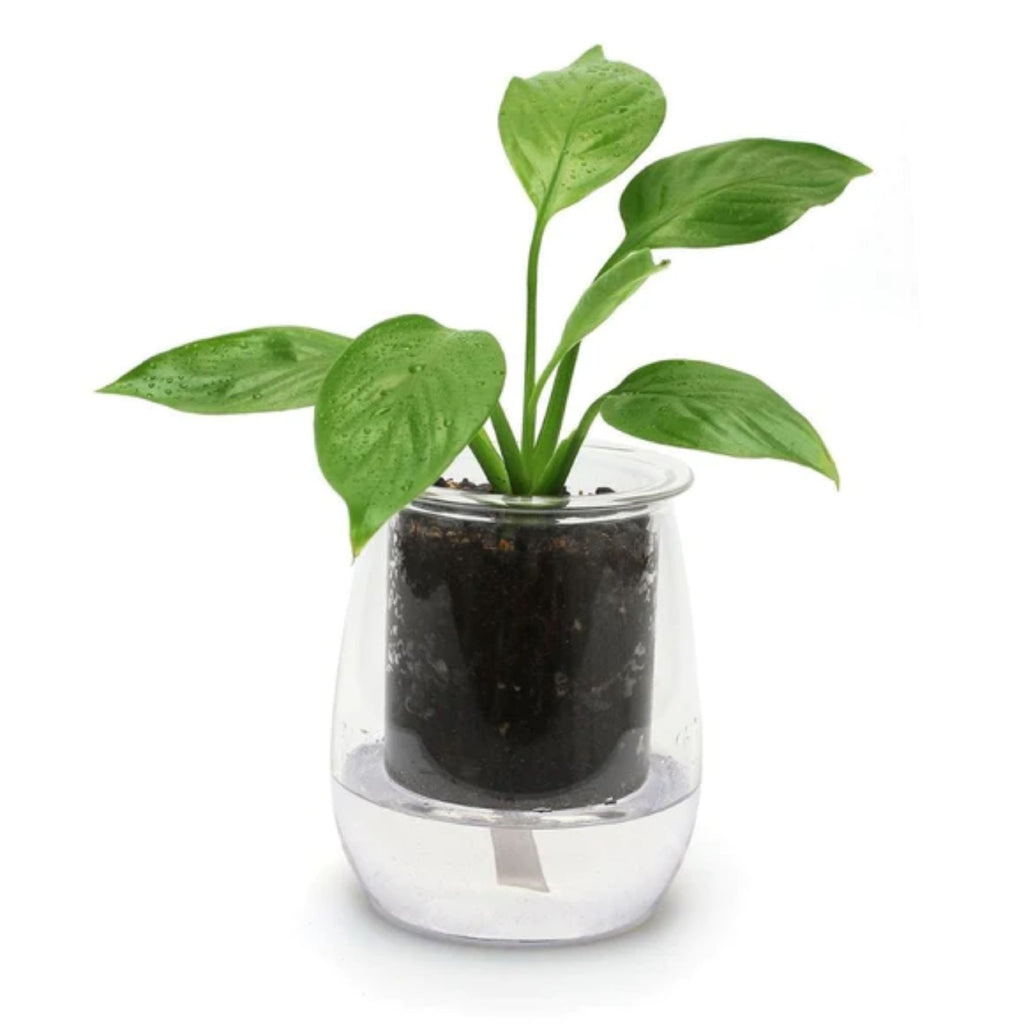 The Compact Mini Self-watering Glass Pot