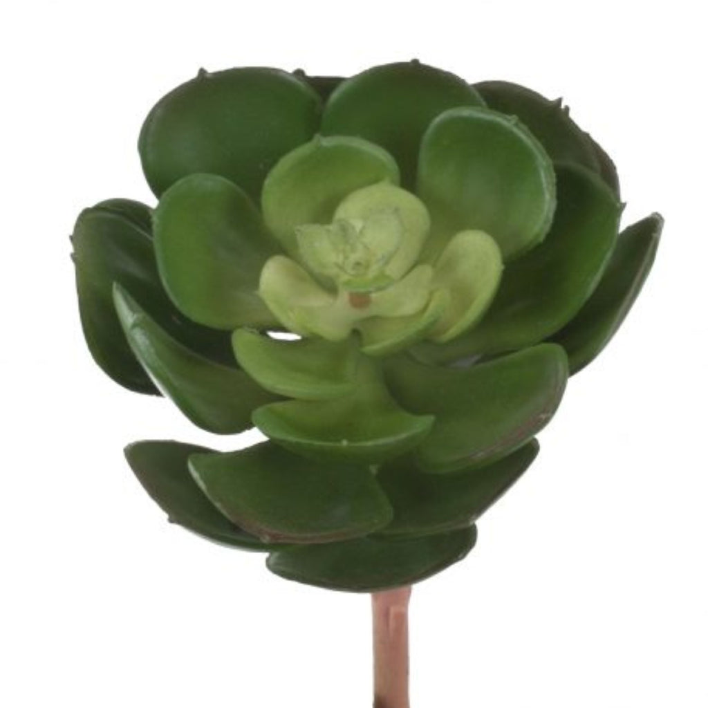 Aeonium Succulent Green 15cm