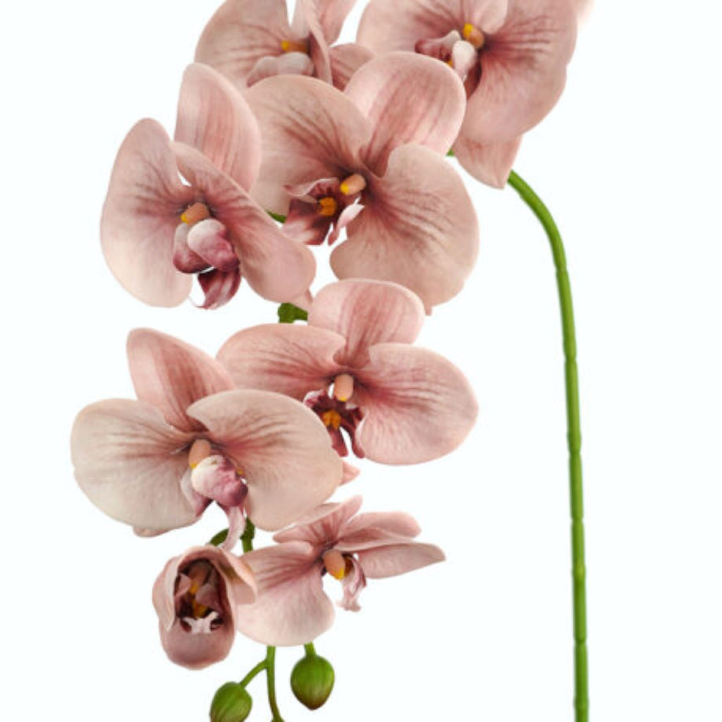 Orchid Pink 96cm