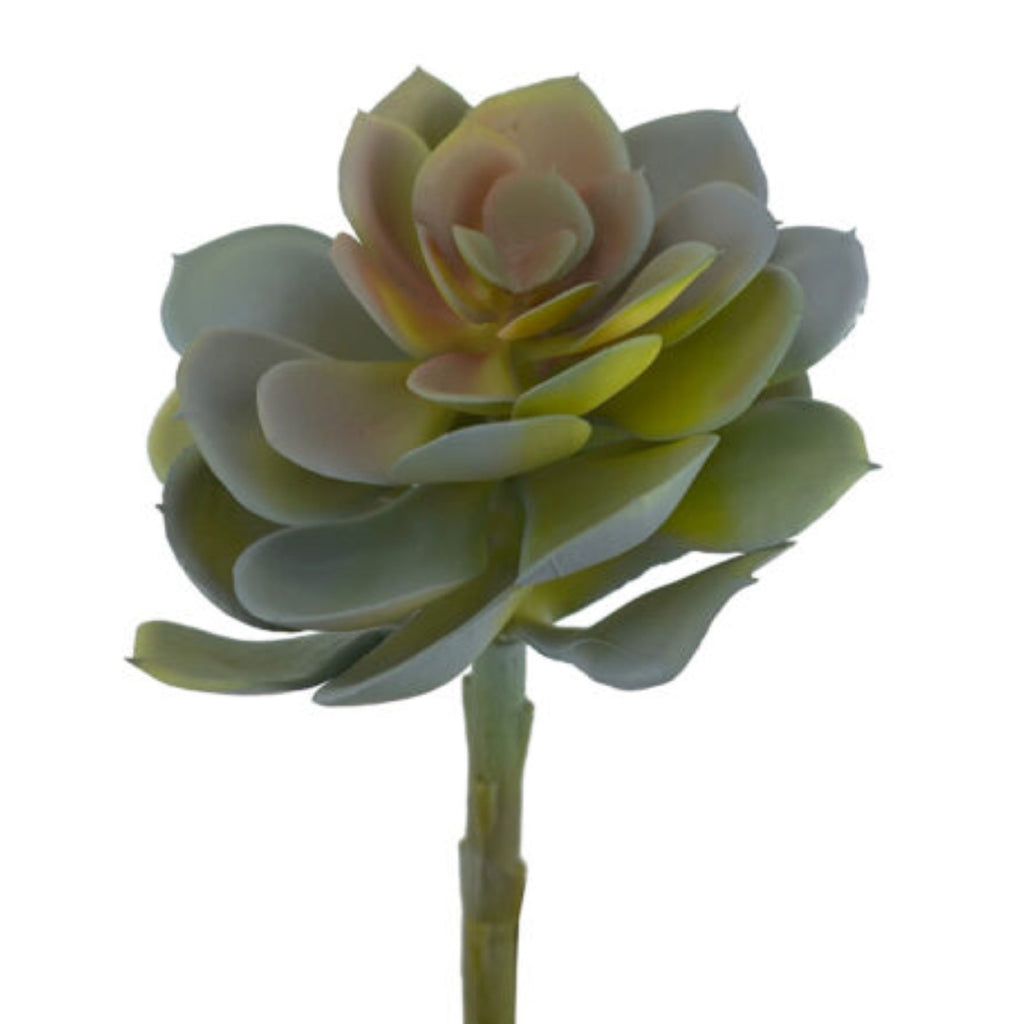Aeonium Succulent 16cm