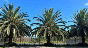 SPECTACULAR CANARY ISLAND DATE PALMS AT LUMPY’S