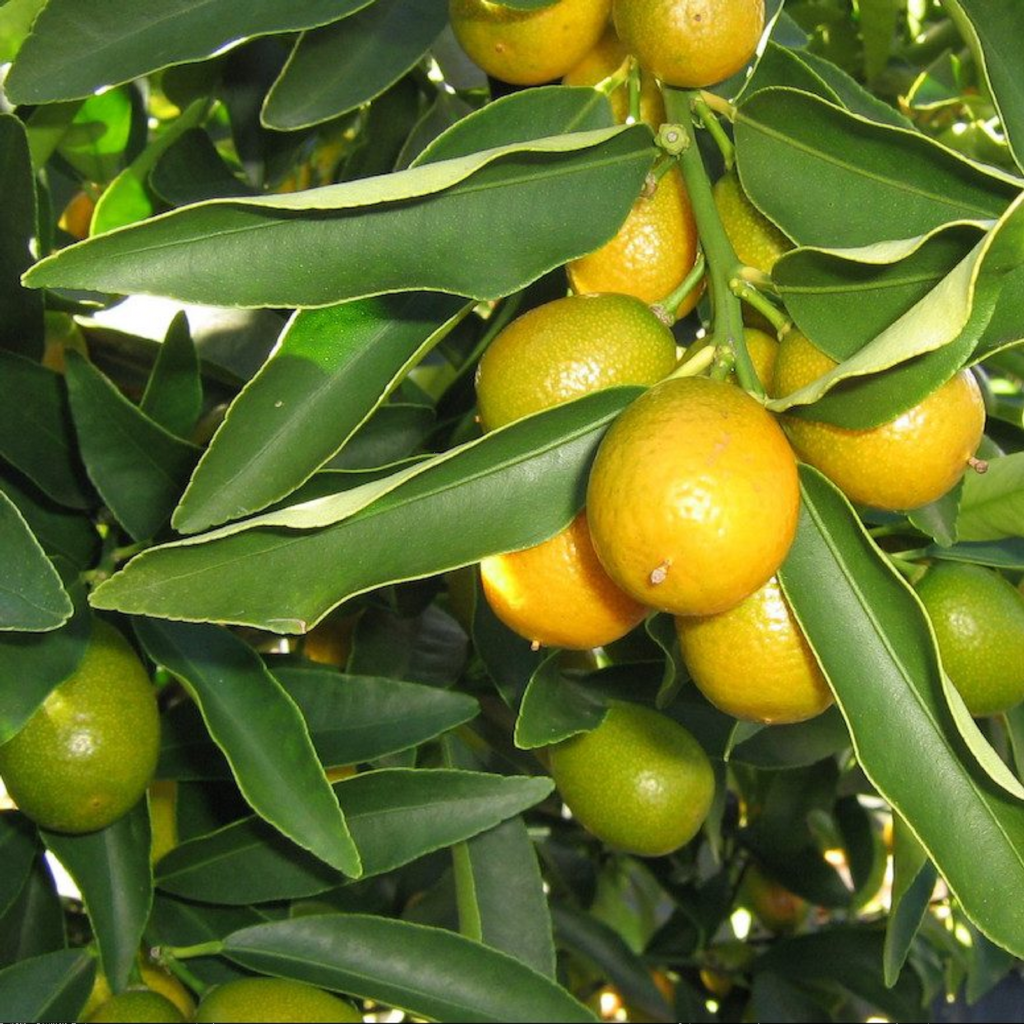 Citrus Cumquat Nagami 5l