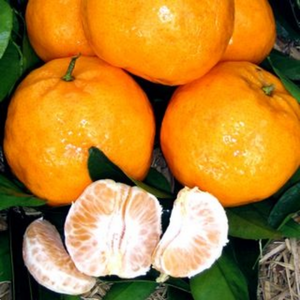 Citrus Dwarf Mandarin Imperial 5l