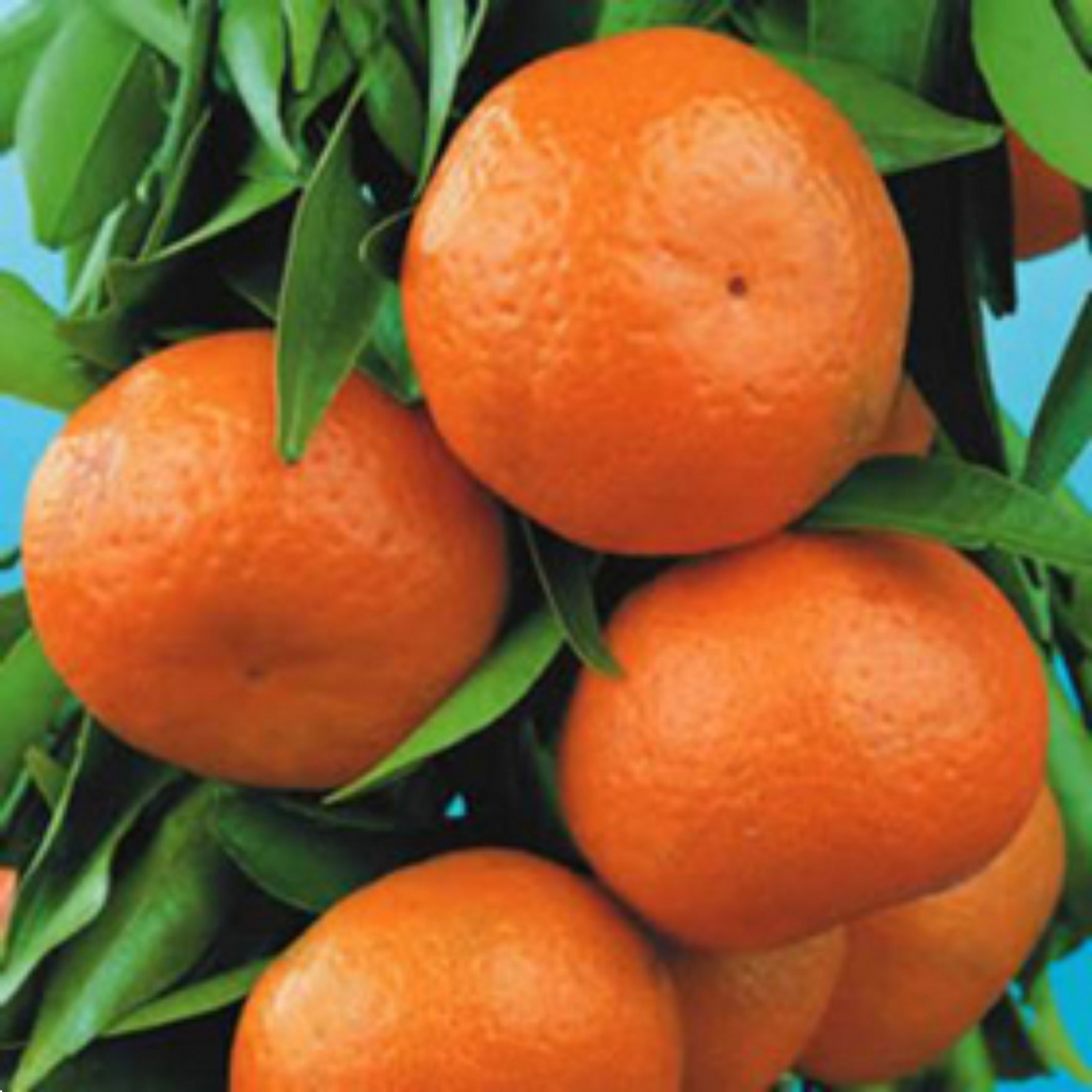 Citrus Dwarf Mandarin Emperor 5l
