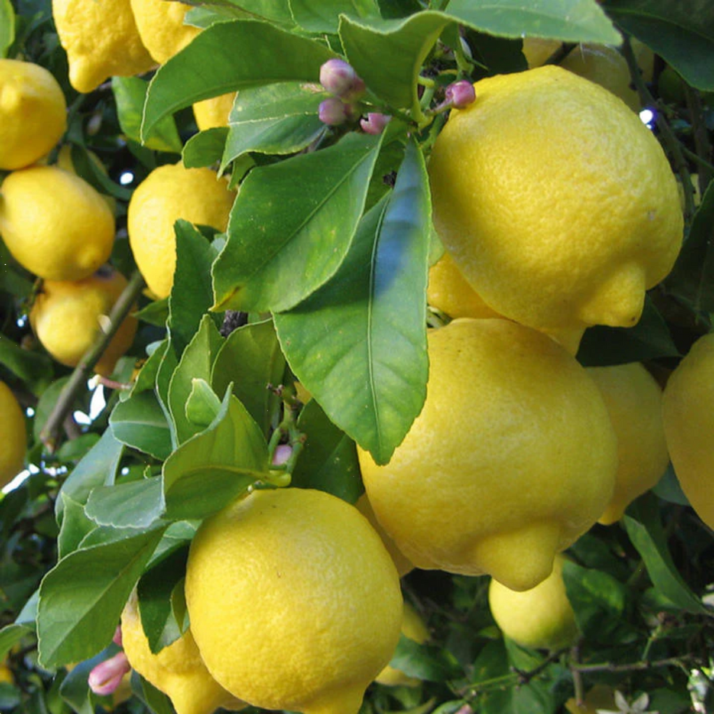 Citrus Dwarf Lemon Eureka 5l