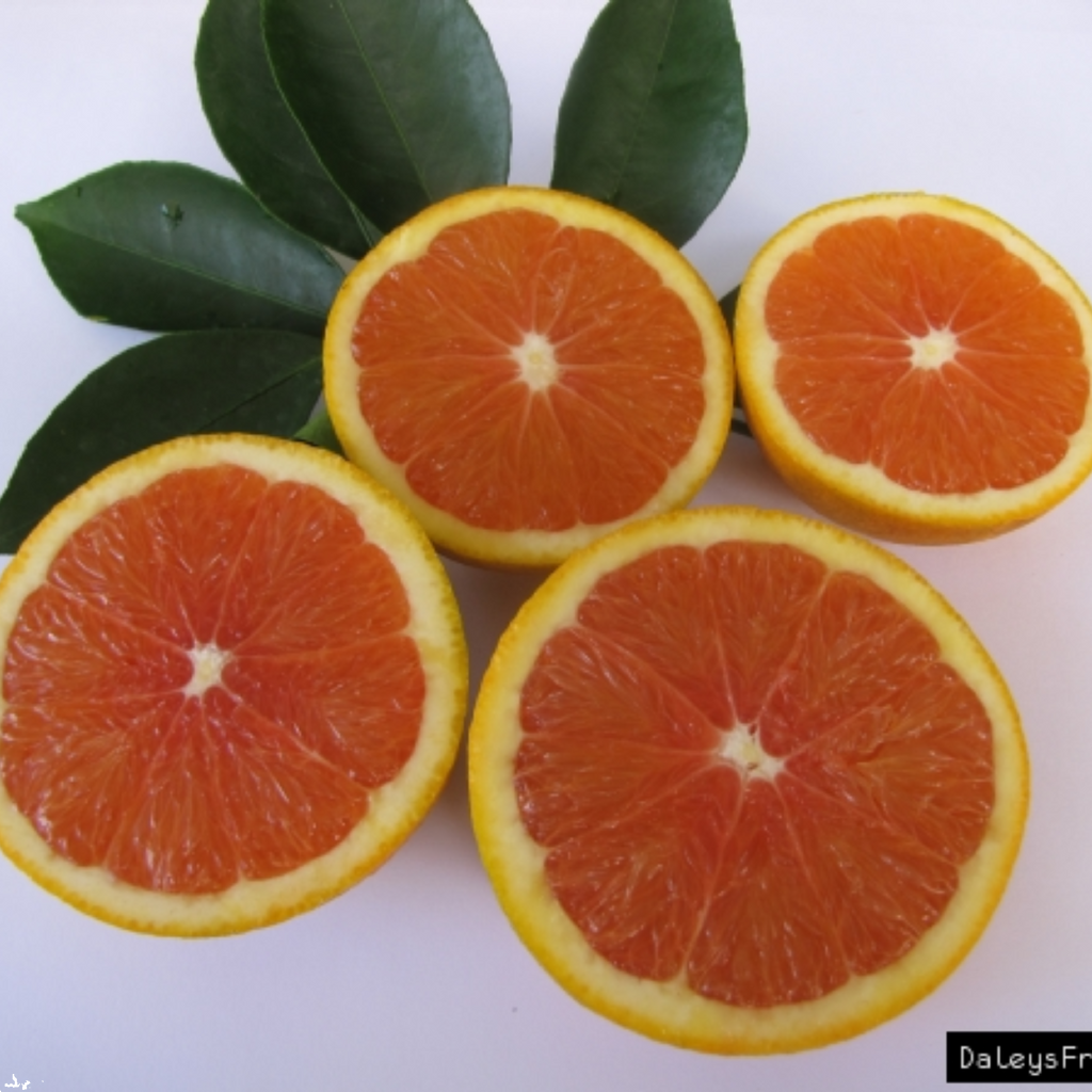 Citrus Dwarf Orange Cara Cara 5l